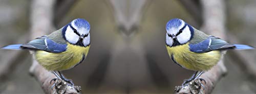 metALUm Kaffeetasse Meisen # 330010053