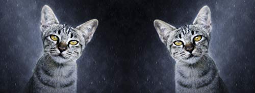 metALUm Kaffeetasse Katzen # 330010052