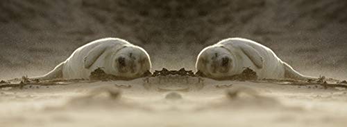 metALUm Kaffeetasse Robben # 330010120