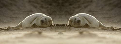 metALUm Kaffeetasse Robben # 330010120