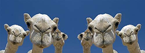 metALUm Kaffeetasse Kamele # 330010037