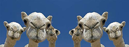 metALUm Kaffeetasse Kamele # 330010037