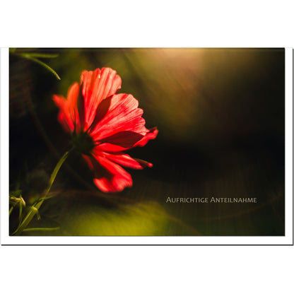 metALUm Karte zur Trauer HOFFNUNG- Anemone - 3501009