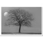 Trauerkarte ABSCHIED - Baum im Mondschein - metALUm # 3300012