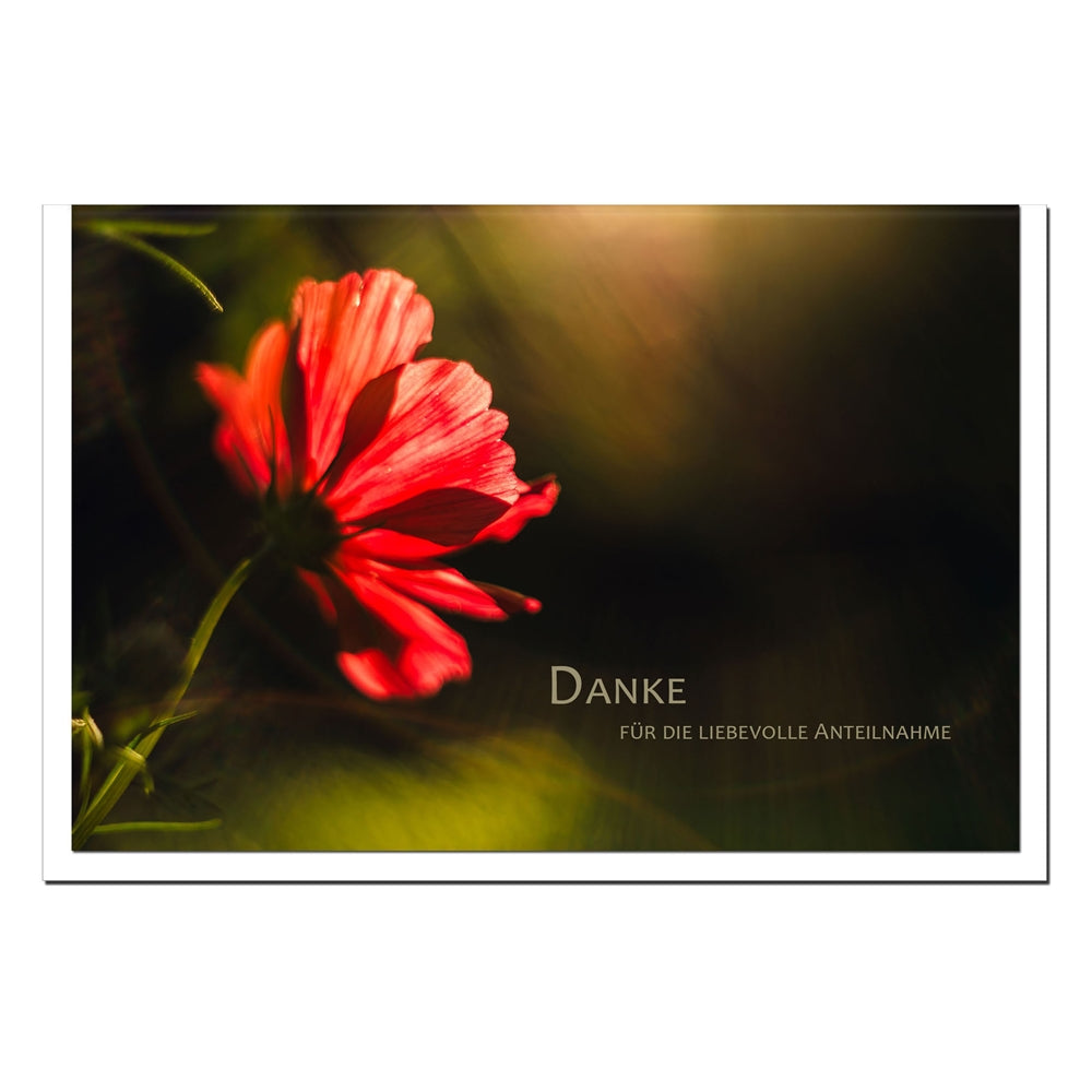 Trauer Danksagungskarten Motiv Anemone im 5er Set mit weißen Umschlägen