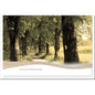 Trauerkarte ABSCHIED -Waldweg - metALUm #01522